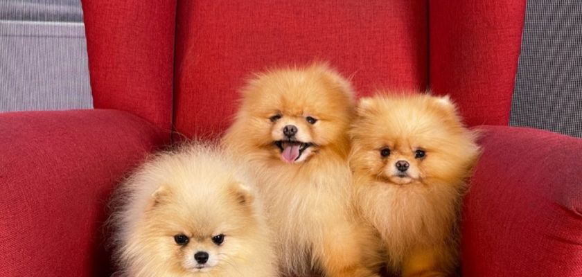 Pomeranian Boo: Sevimli ve Enerjik Bir Evcil Köpek Irkı