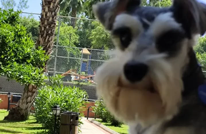 Köpeklerde Yaz Alerjisi